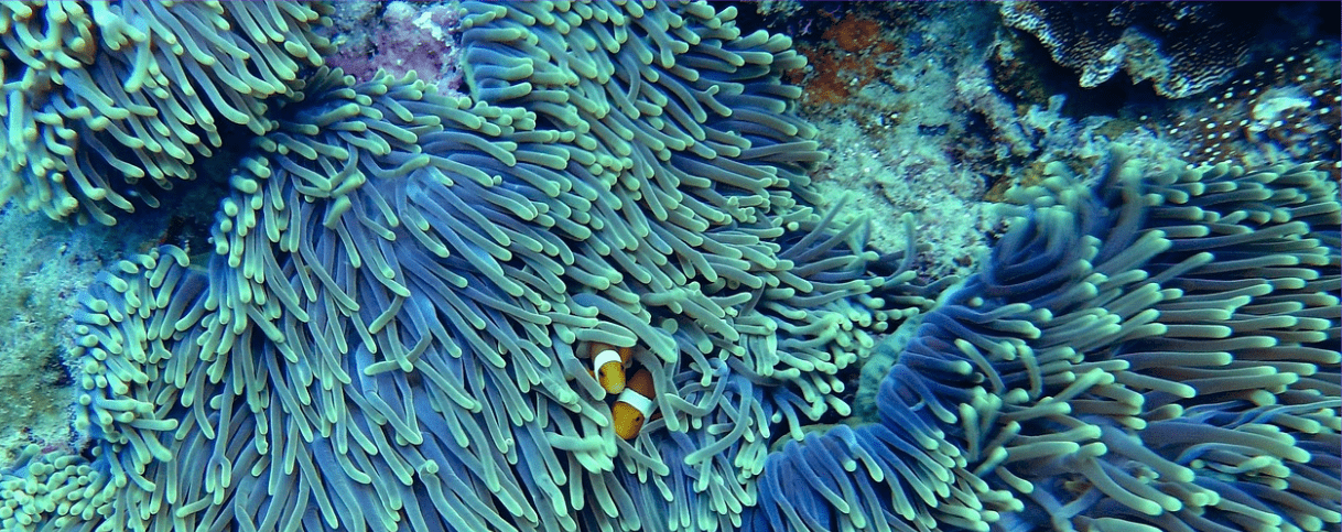 poisson 2 (1)