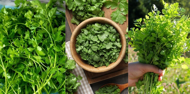 Coriander: A Culinary Herb with Remarkable Healing Properties