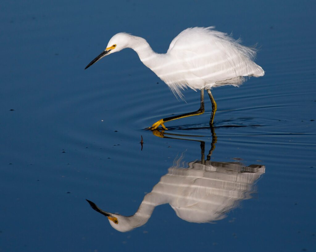 aigrette, oiseaux, zones humides
