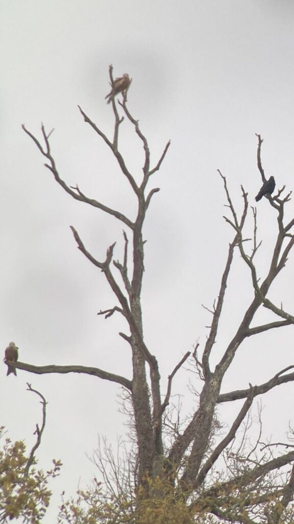 Oiseaux, milan royal, vol