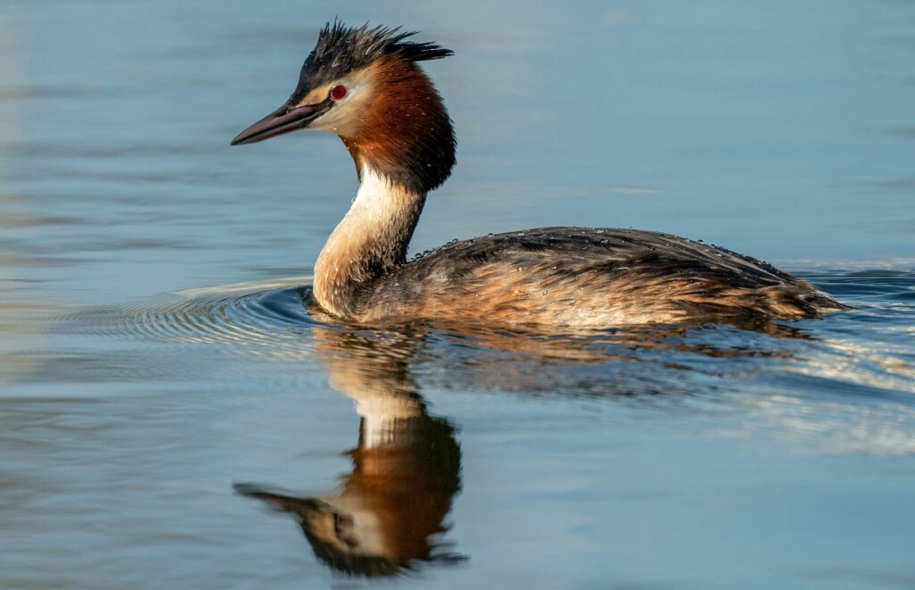 grèbe huppé, lac, oiseaux