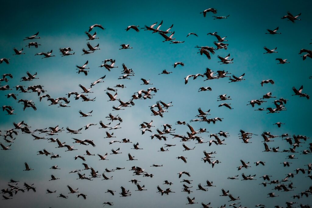 grues cendrées, vol, oiseaux