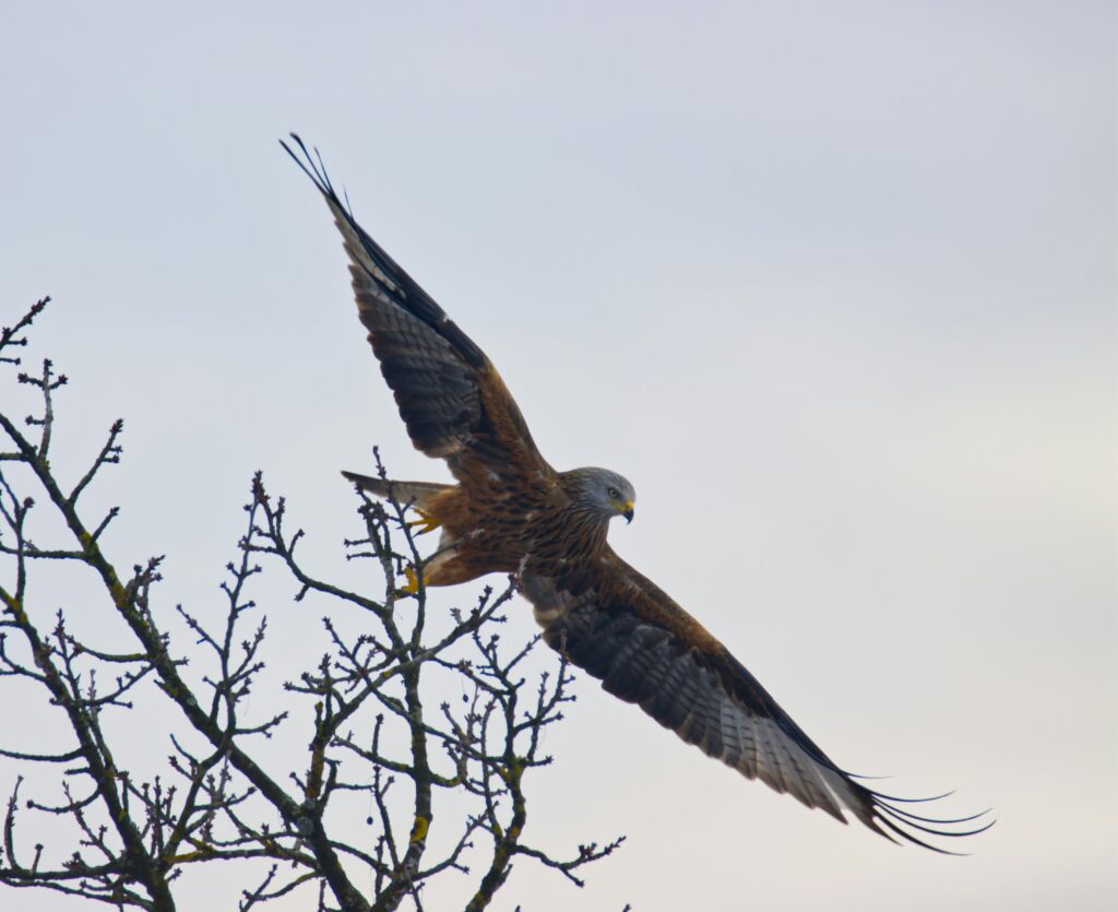 milan royal, oiseaux, rapace, vol