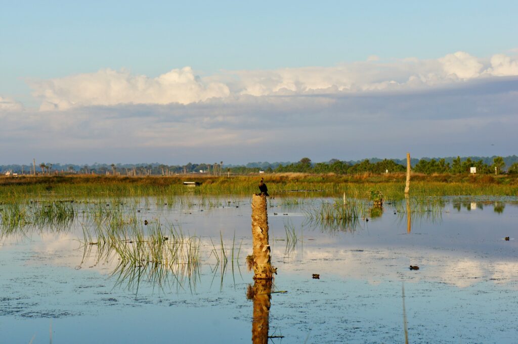 zones humides, wetlands, oiseaux