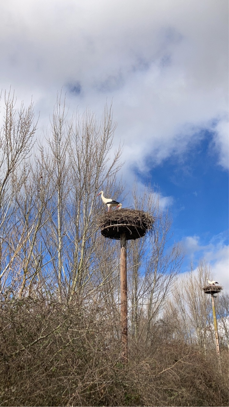 Cigogne blanche