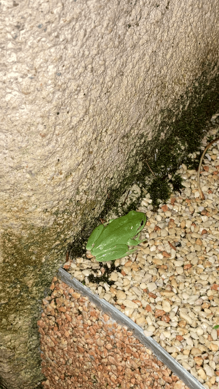 Rainette verte