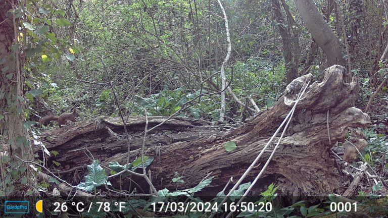 Écureuil sur une branche pris par un piège caméra.