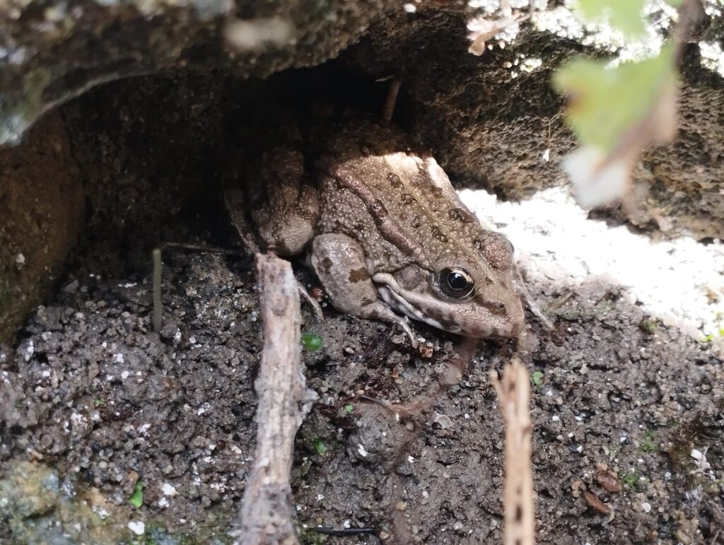 Grenouille verte