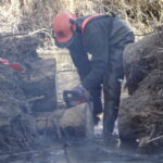 Restauration ripisylve embacle