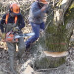 Restauration ripisylve embacle